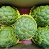 大目釋迦 一級 產地直銷 肉Q味美汁甜 每單顆1斤重以上 5粒裝 5-5.5斤重 特價：$500