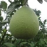 柚子麻豆的 多久沒嚐到柚香、柚甜、柚多汁的柚子，6-8顆禮盒裝5斤重 特價：$400