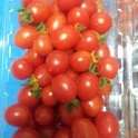 網室栽培~甜度佳的小蕃茄