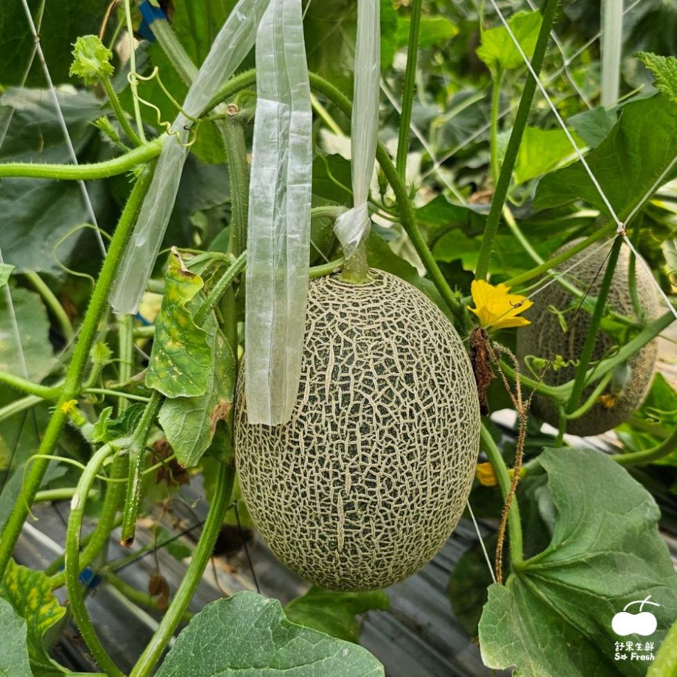 舒果生鮮，S☆ Fresh。