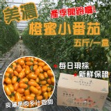 美濃橙蜜小番茄五斤/一盒