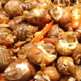 嚴選現醃風螺 　600/1台斤　５月新品試吃價