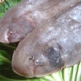 嚴選㊣台灣海峽比目魚 (牛舌、拓西) 肉厚兩公分以上 鮮美滋味是養殖與進口比目魚無法比較 新品試吃價