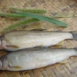 宜蘭南澳山香魚 來自無污染的大雪山湧泉之獻禮 新品試吃價