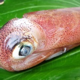 嚴選㊣基隆東北透抽