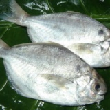 嚴選㊣台灣海峽肉魚 船上急速冷凍