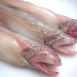 嚴選現撈哪個魚