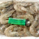 嚴選超大白蝦 特價：$159