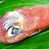 嚴選㊣基隆東北透抽