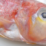 船凍馬頭魚