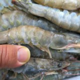 嚴選超大大白蝦