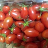 甜度14度皮薄多汁甜的玉女蕃茄~網室栽培~ 特價：$135