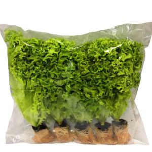 【Growala】水耕蔬菜包-七種口味任選