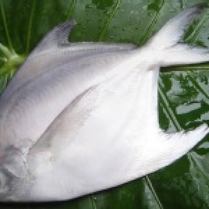 嚴選印度洋㊣白鯧魚