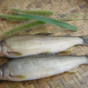 宜蘭南澳山香魚 來自無污染的大雪山湧泉之獻禮 特價：$99