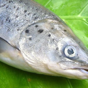 嚴選㊣挪威野生小鮭魚