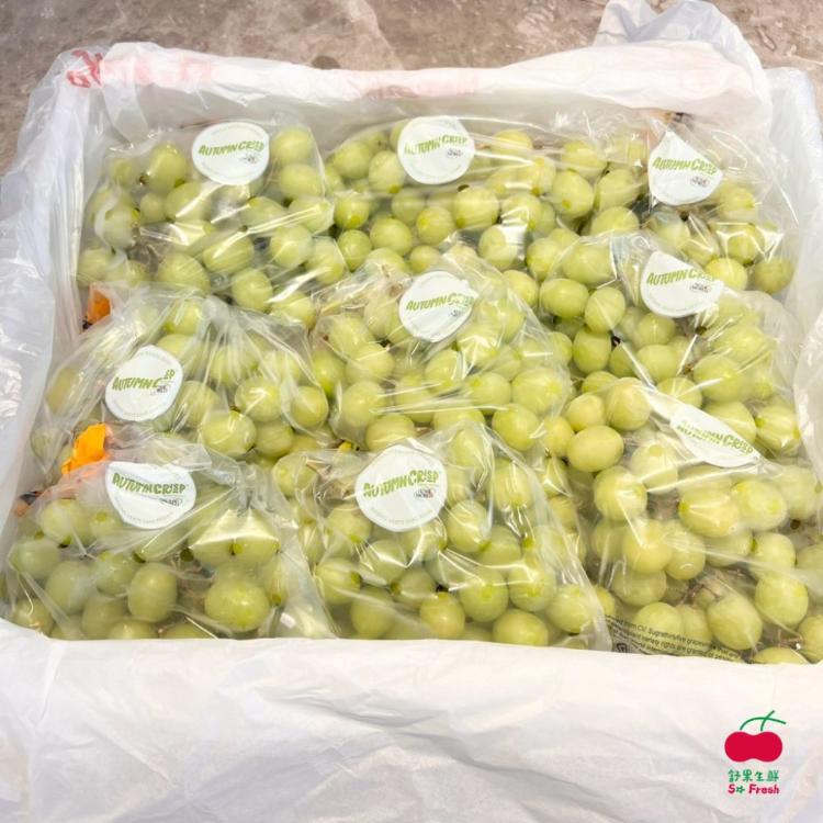 【舒果SoFresh】秘魯秋脆綠無籽葡萄 (1袋/約1kg)
