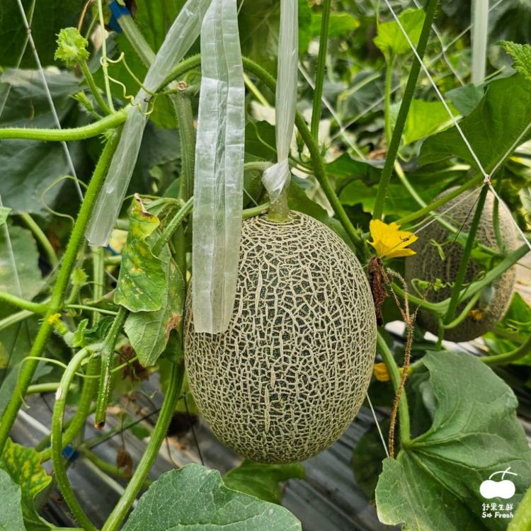【舒果SoFresh】台灣極光哈密瓜