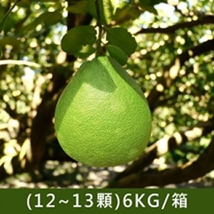 50年老欉鶴岡文旦(12~13顆)6KG/箱