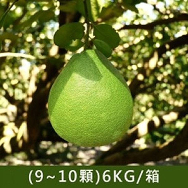 50年老欉鶴岡文旦(9~10顆)6KG/箱