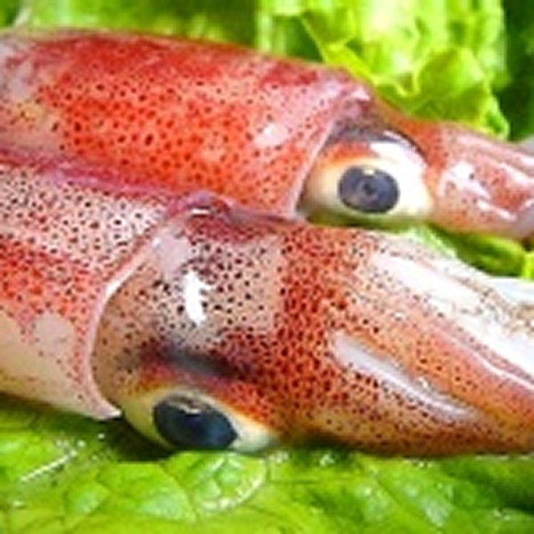 嚴選㊣基隆東北脆卷