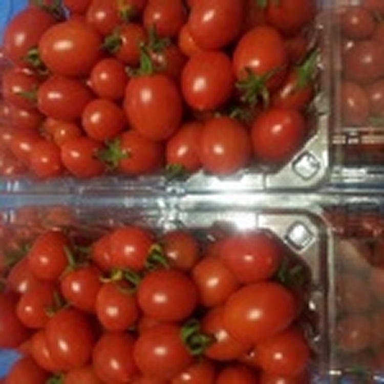 網室栽培~甜度佳的小蕃茄