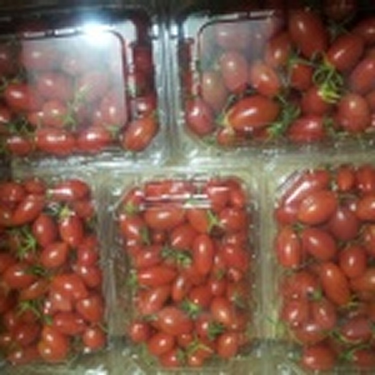 甜度14度皮薄多汁甜的玉女蕃茄~網室栽培~