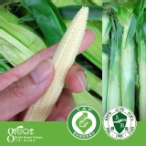 終極鮮嫩~水果玉米筍