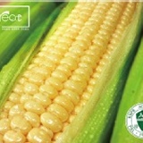 太棒!無毒超級甜玉米 特價：$129