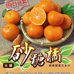 【預購】產地直送 台灣苗栗大顆砂糖橘