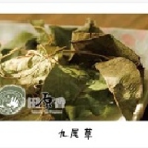 九尾草滴雞精【60cc裝20包入