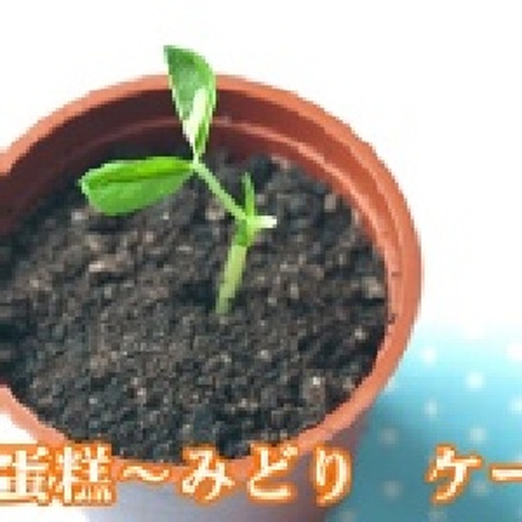 綠蛋糕～提拉米酥小豆苗