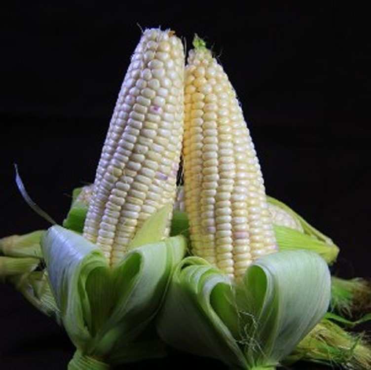 【豐碩果園】Q甜糯米玉米