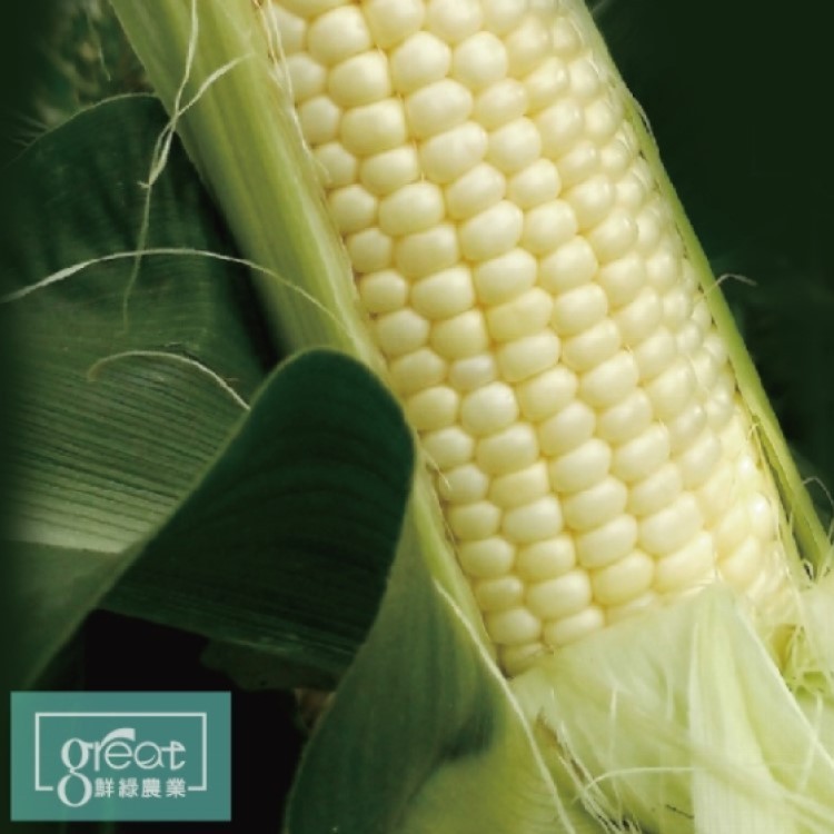 【鮮綠農業】尚青ㄟ白水果玉米