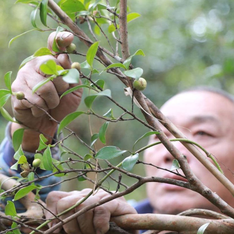 低溫初榨小菓苦茶油600ml