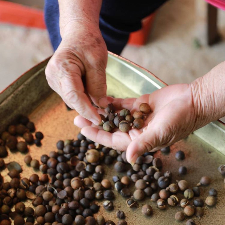 低溫初榨小菓苦茶油600ml