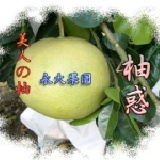 正宗麻豆西施柚(美人の柚)麻豆永大果園(每箱十五斤裝)