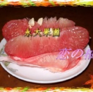 正宗麻豆紅文旦戀の柚 麻豆永大果園(每箱十五斤裝)