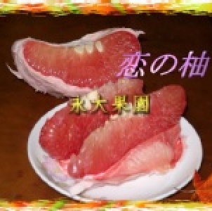 正宗麻豆紅文旦戀の柚 麻豆永大果園(每箱十斤裝) 特價：$600