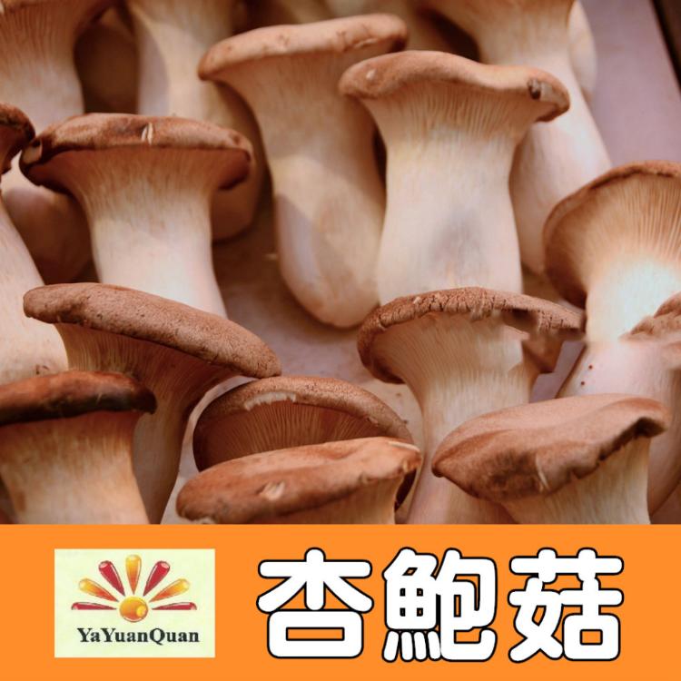 【亞源泉】杏鮑菇 100g/包 乾杏鮑菇