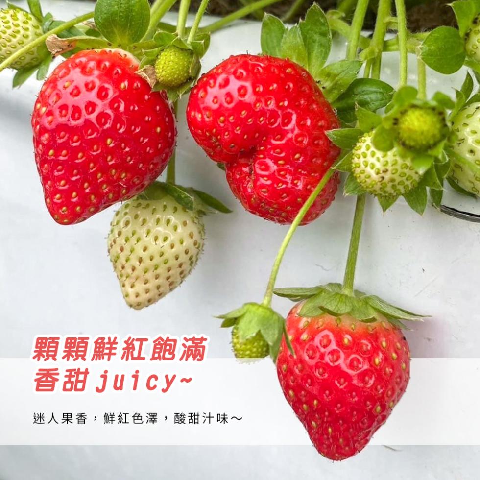 顆顆鮮紅飽滿，香甜 juicy-迷人果香,鮮紅色澤,酸甜汁味~。