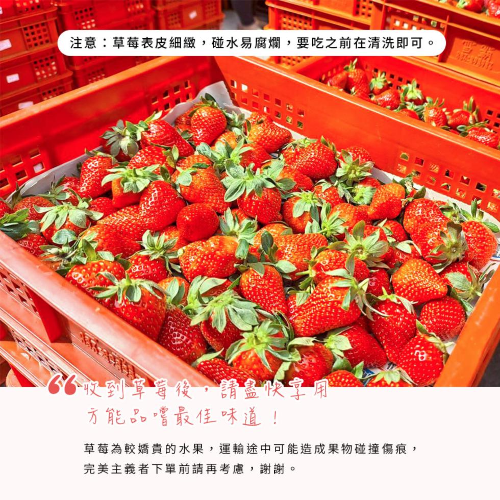 注意:草莓表皮細緻,碰水易腐爛,要吃之前在清洗即可。收到草莓後,請盡快，方能品嚐最佳味道!草莓為較嬌貴的水果,運輸途中可能造成果物碰撞傷痕,完美主義者下單前請再考慮,謝謝。