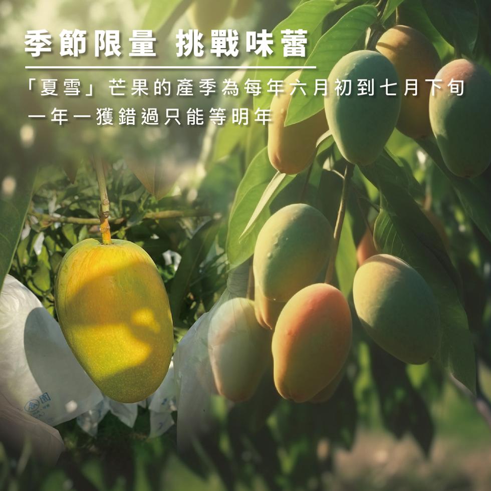 季節限量 挑戰味蕾，夏雪芒果的產季為每年六月初到七月下旬，一年一獲錯過只能等明年。