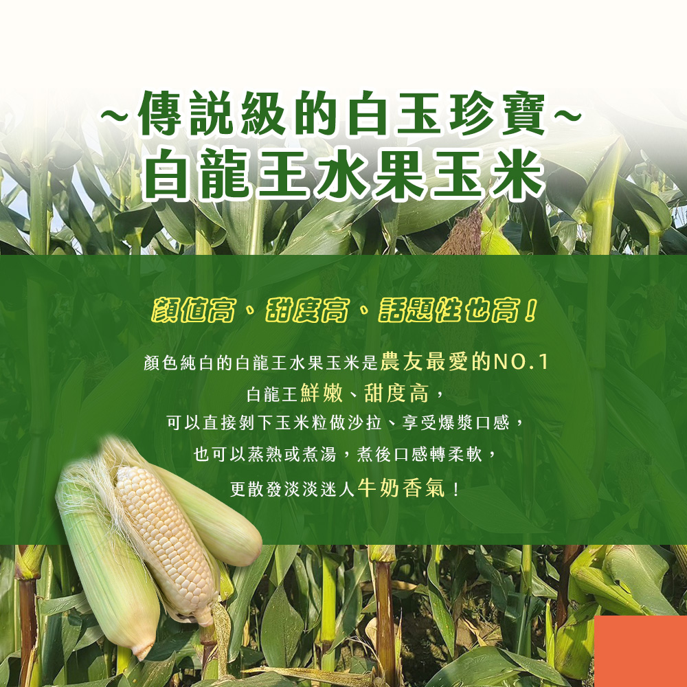 ~傳說級的白玉珍寶~,白龍王水果玉米,顏值高、甜度高、話題性也高!顏色純白的白龍王水果玉米是農友最愛的NO.1,白龍王鮮嫩、甜度高,可以直接剝下玉米粒做沙拉、享受爆漿口感,也可以蒸熟或煮湯,煮後口感轉柔軟,更散發淡淡迷人牛奶香氣!。