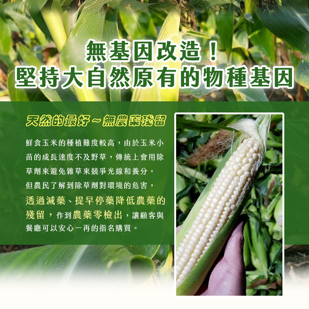 無基因改造!堅持大自然原有的物種基因、天然的最好~無農藥图,鮮食玉米的種植難度較高,由於玉米小,苗的成長速度不及野草,傳統上會用除,草劑來避免雜草來競爭光線和養分。但農民了解到除草劑對環境的危害,透過減藥、提早停藥降低農藥的,殘留,作到農藥零檢出,讓