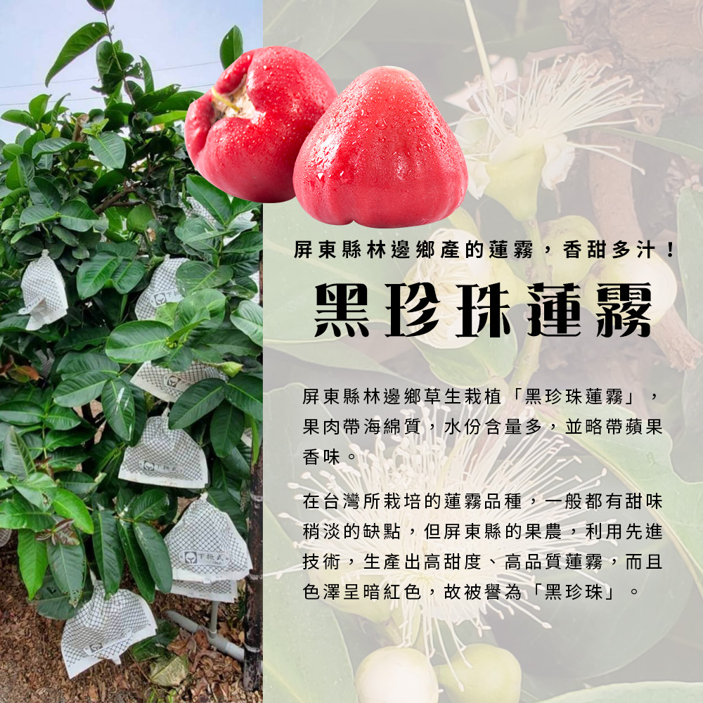 屏東縣林邊鄉產的蓮霧,香甜多汁!黑珍珠蓮霧,屏東縣林邊鄉草生栽植黑珍珠蓮霧果肉帶海綿質,水份含量多,並略帶蘋果,在台灣所栽培的蓮霧品種,一般都有甜味,稍淡的缺點,但屏東縣的果農,利用先進,技術,生產出高甜度、高品質蓮霧,而且,色澤呈暗紅色,故被譽為黑