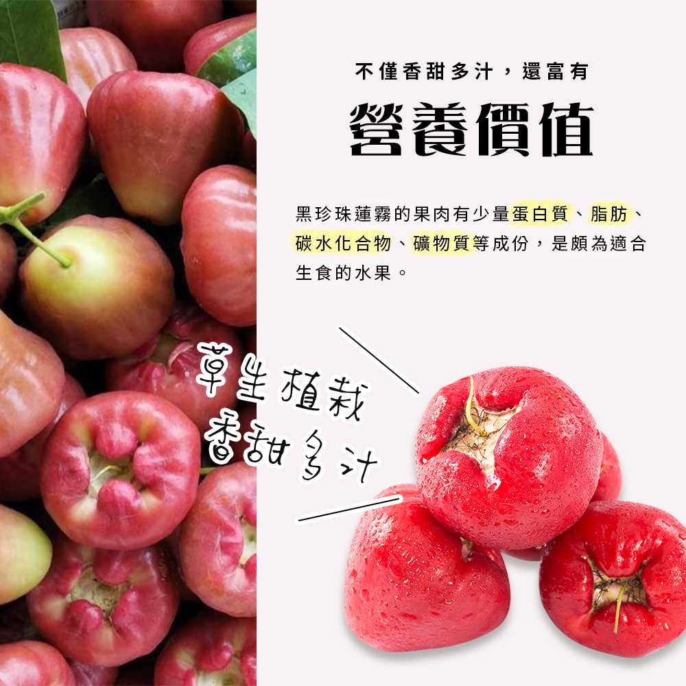不僅香甜多汁,還富有,營養價值,黑珍珠蓮霧的果肉有少量蛋白質、脂肪、碳水化合物、礦物質等成份,是頗為適合,生食的水果。學生植栽,香甜多汁。