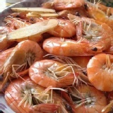 白蝦（無藥物自然養殖）吃蒜頭增加抵抗力
