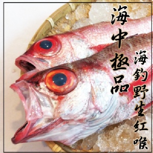 【海撰嚴選】(極品)海釣野生紅喉