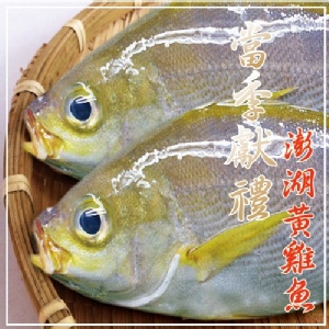 【海撰嚴選】澎湖黃雞魚